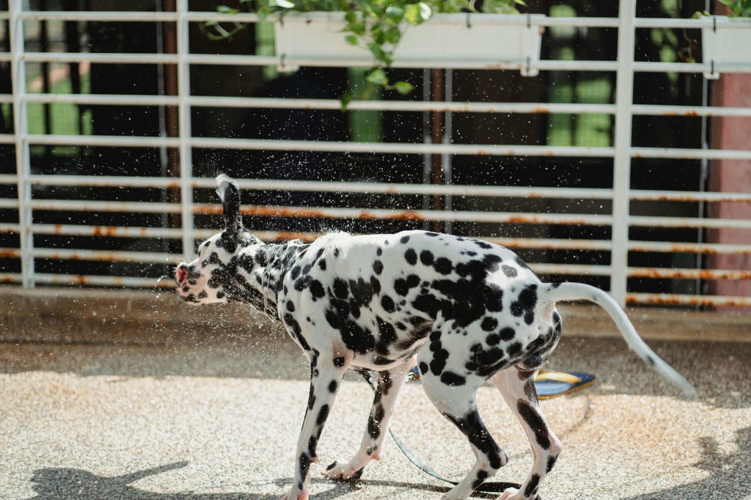 Why ZipSpa® Is the Perfect Dog Shower for Animal Rescues