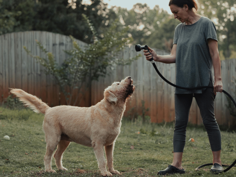 Outdoor Dog Bathing Safety: Top Reasons Why ZipSpa® is Better Than Showering Your Best Friend Outside