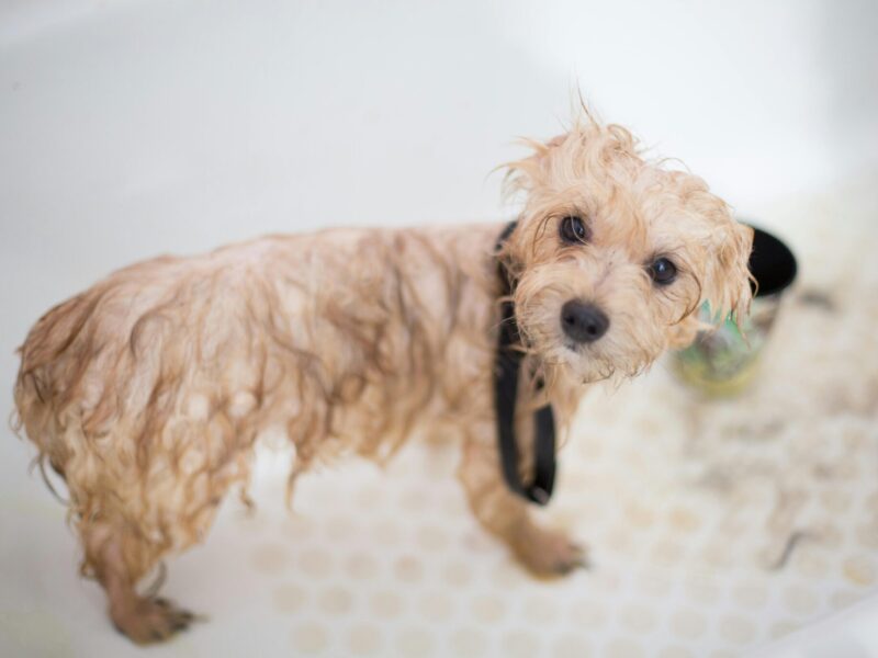 Dog Bathing Safety: Top Reasons to NOT Bathe Your Dog in the Tub