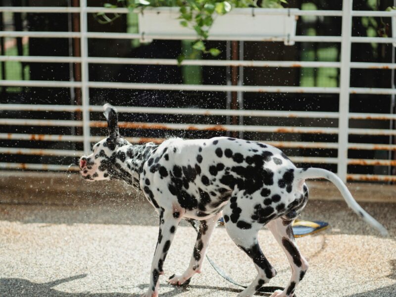 Why ZipSpa® Is the Perfect Dog Shower for Animal Rescues